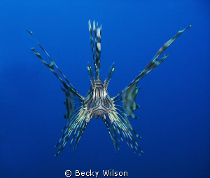 Hunting at 30m.
Taken at the bow of a wreck near Hurghad... by Becky Wilson 